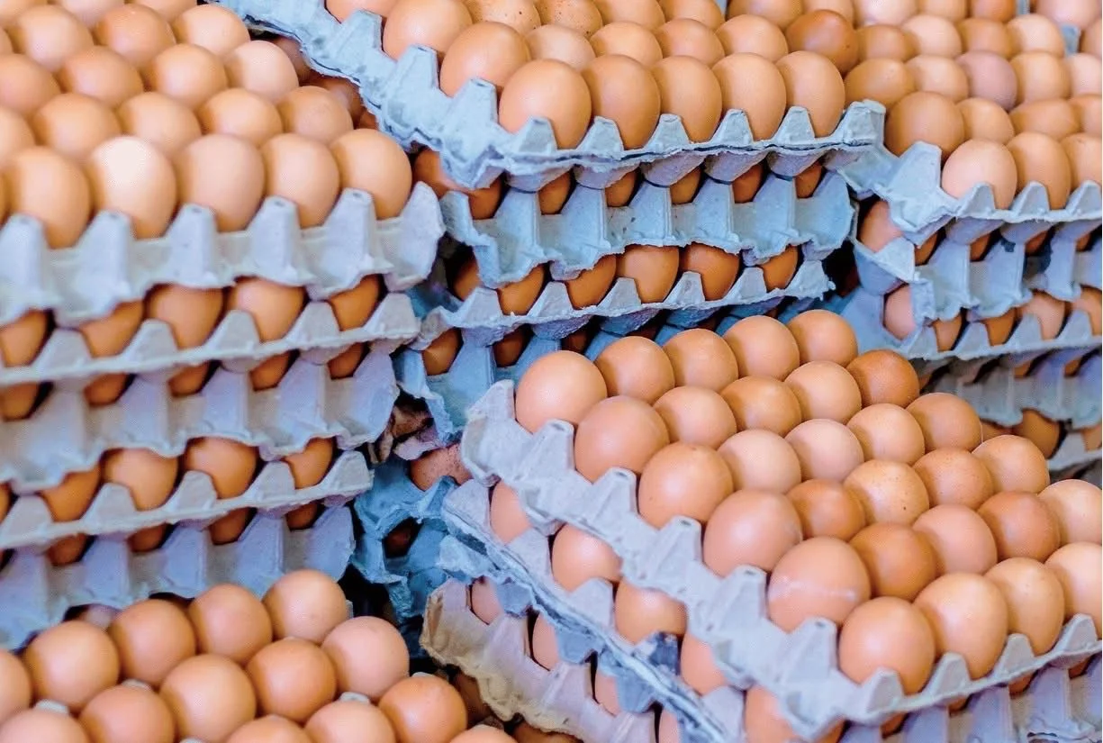 Sobreproducci&oacute;n de huevos en Ecuador provoca baja de precios